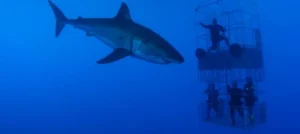 bano tiburones false bay grid